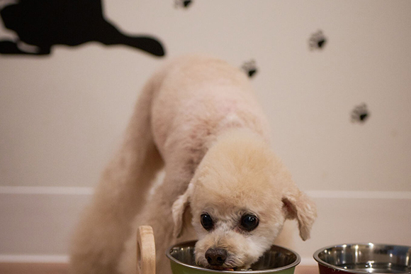 ワンちゃんルーム